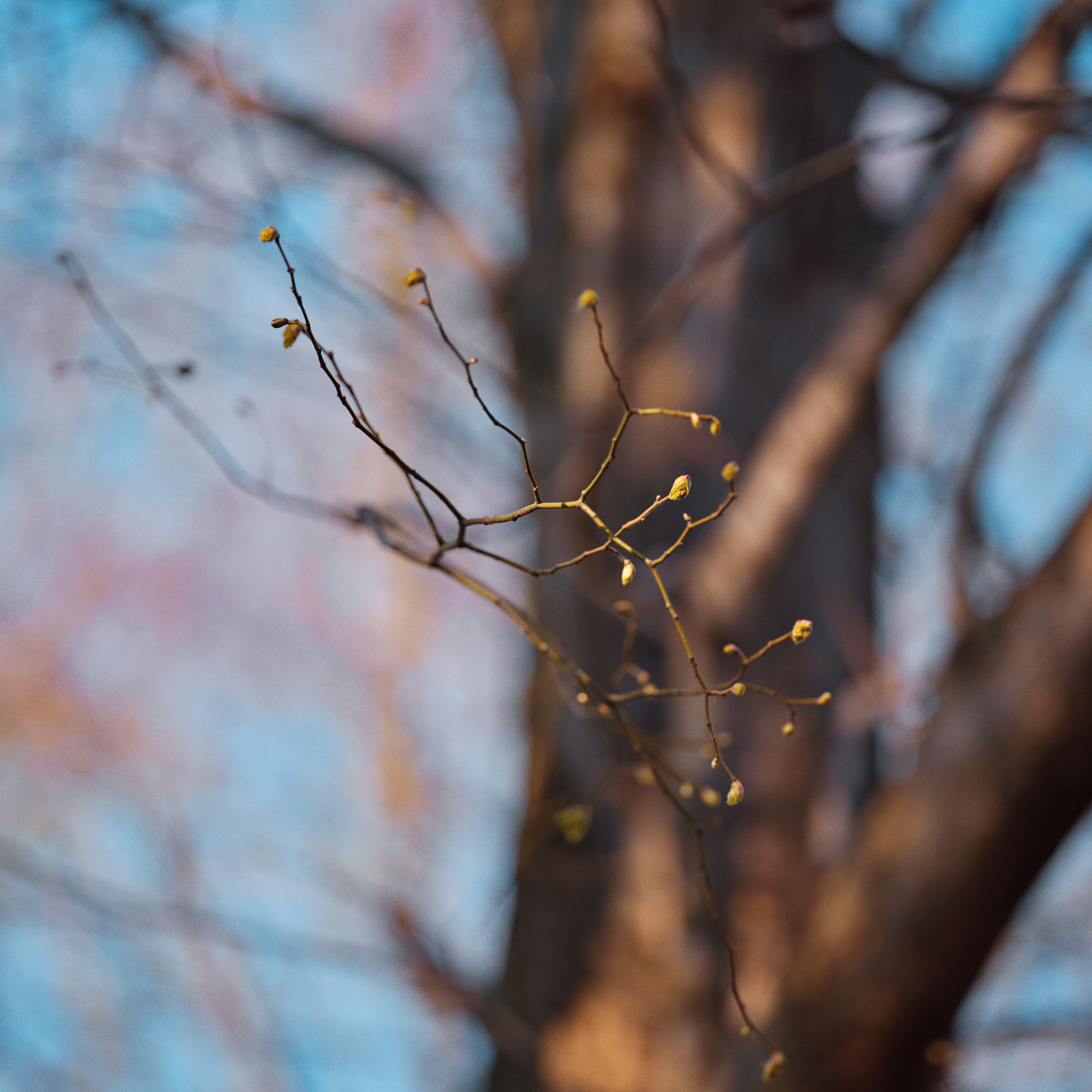 Bøgen springer ud på træet i foråret