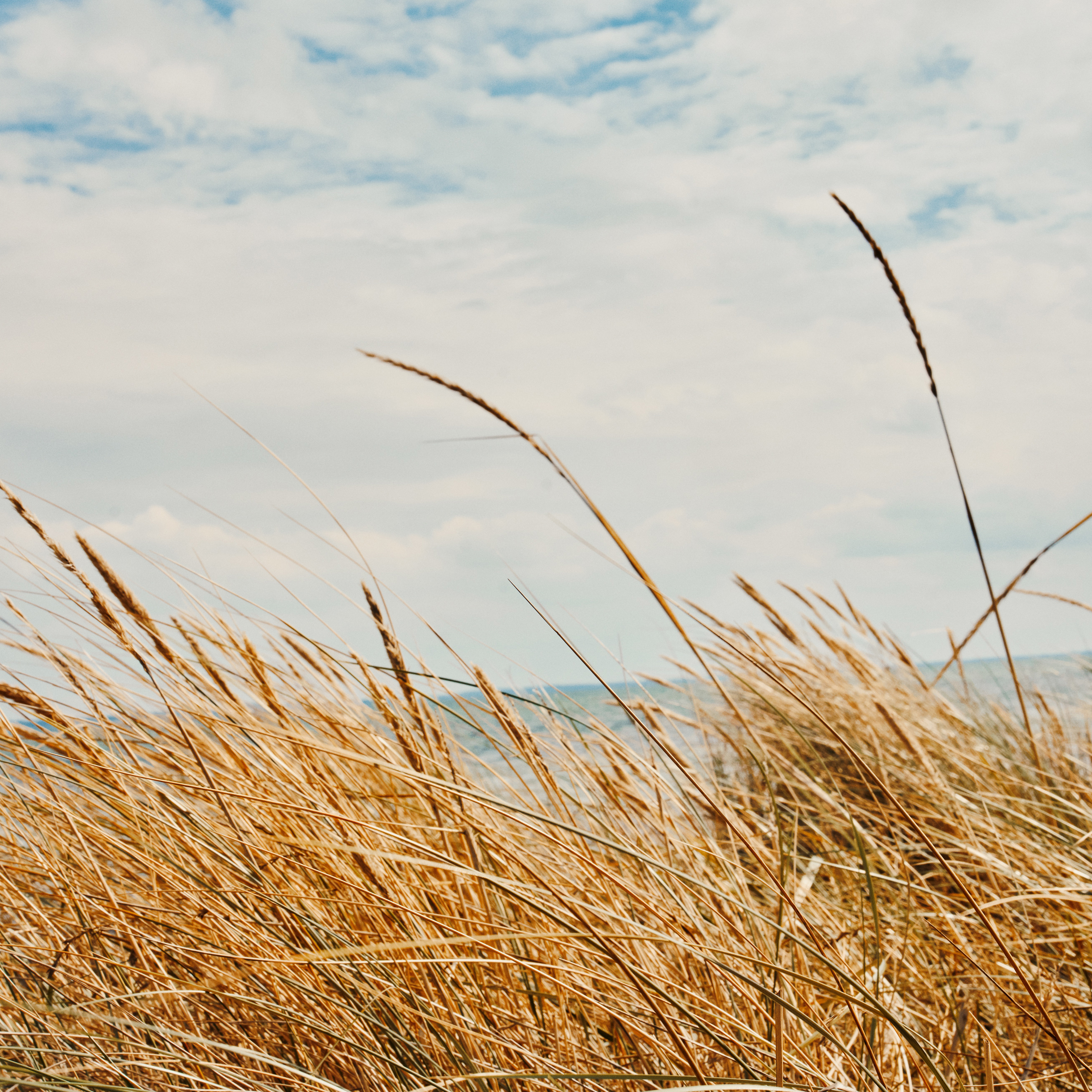 Marehalm ved strand, sommer, natur, strand