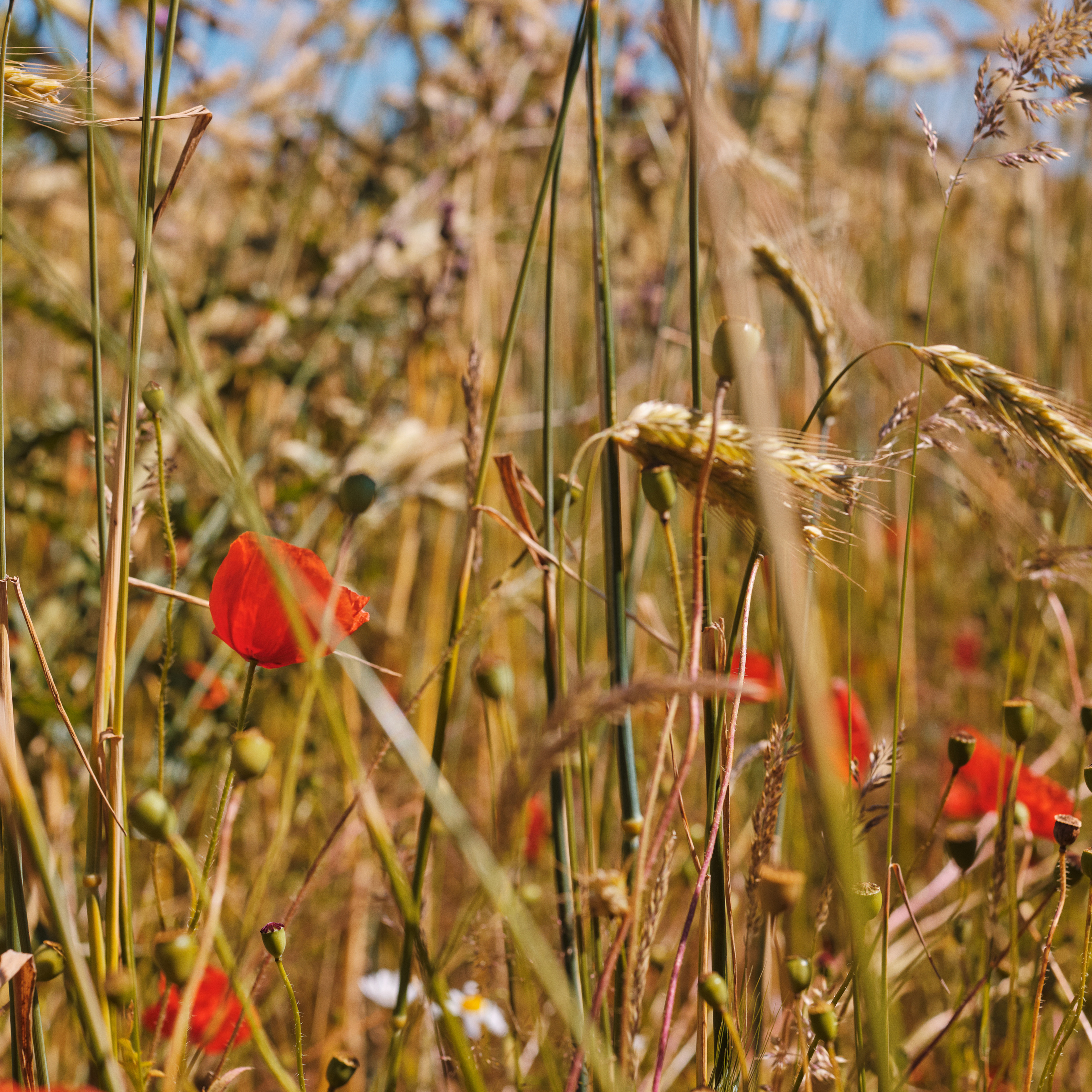 Natur, blomster, græsstrå, biodiversitet