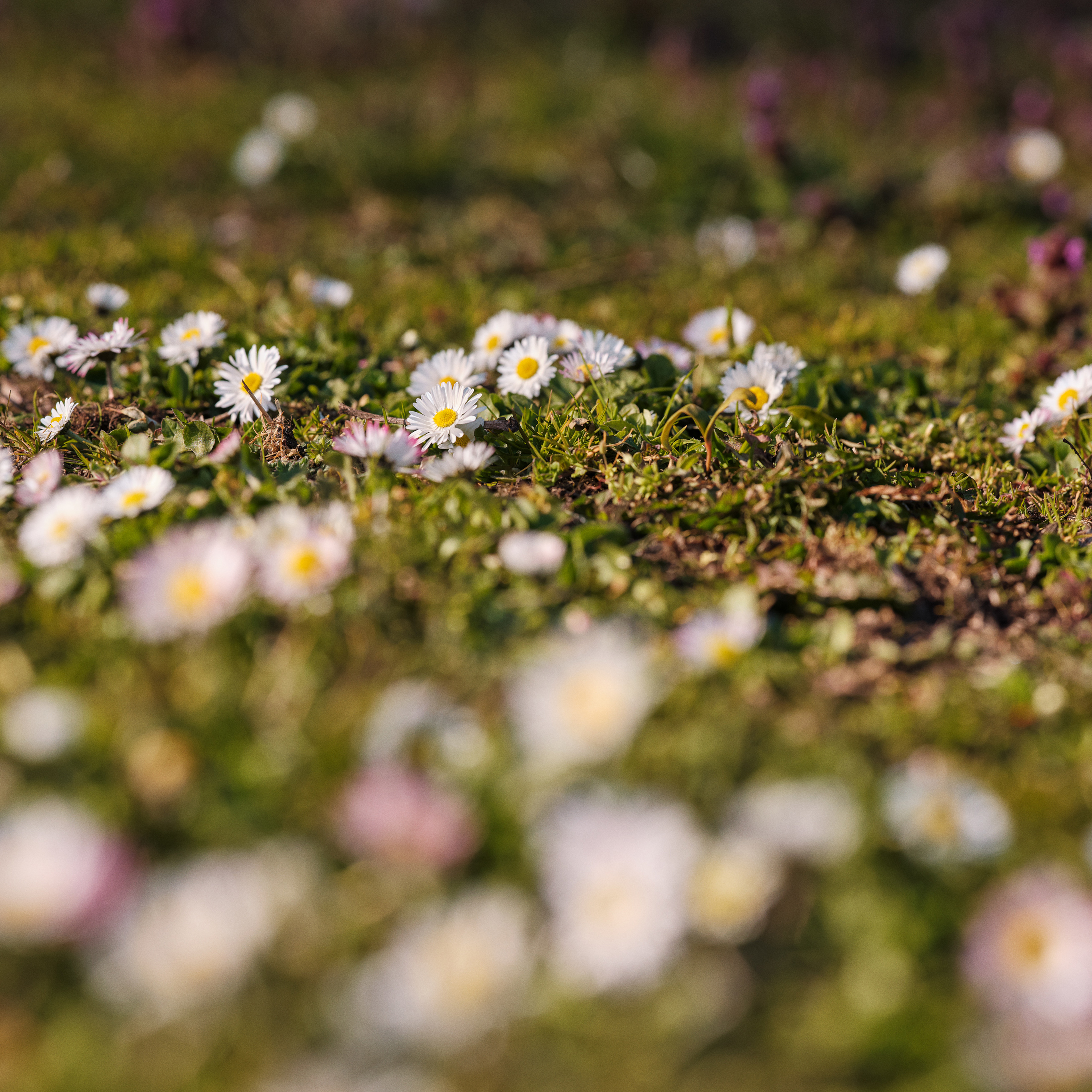 Blomster, skovbund, sommer, sol, natur
