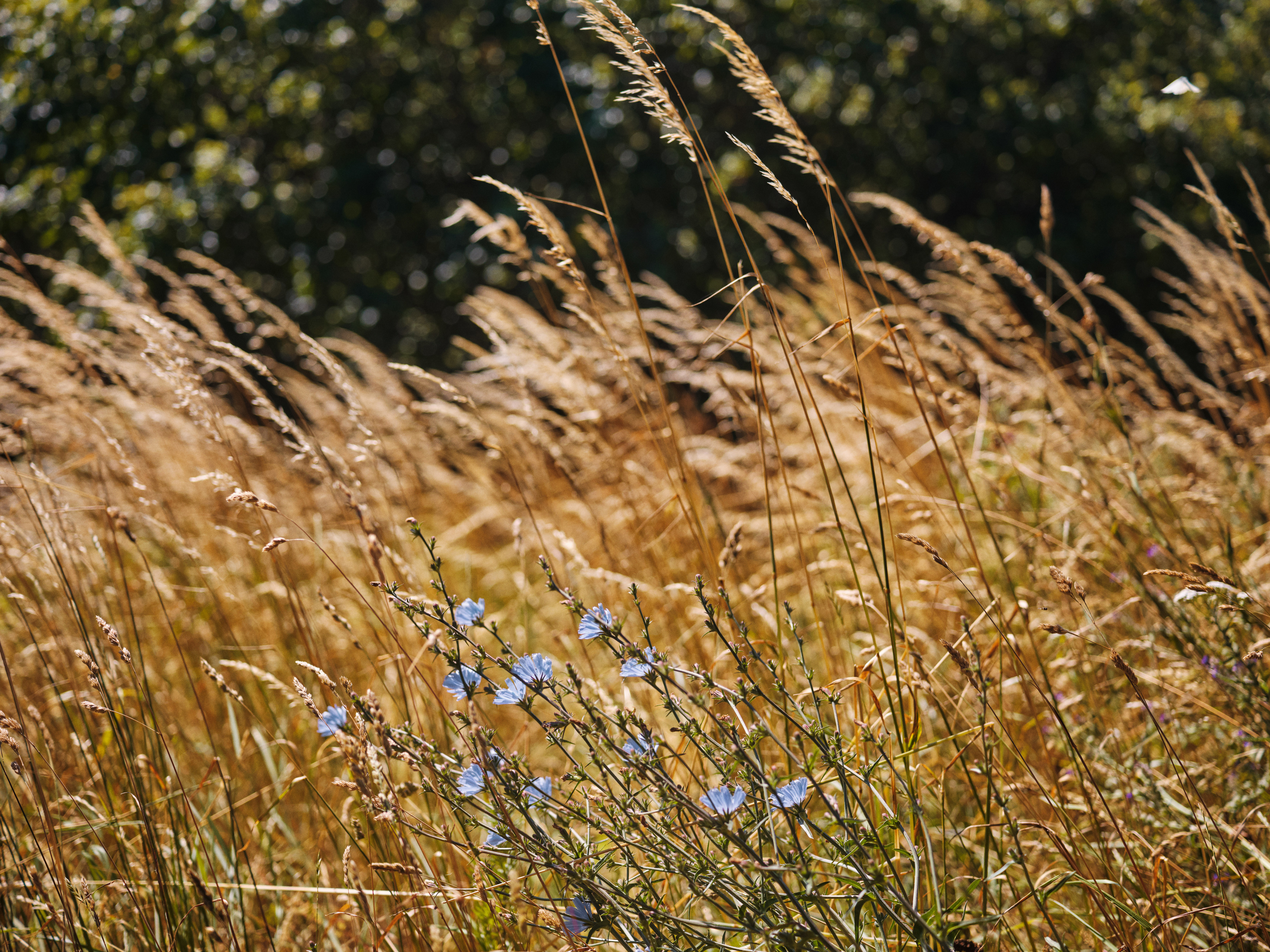 Mark, blå markblomster, natur