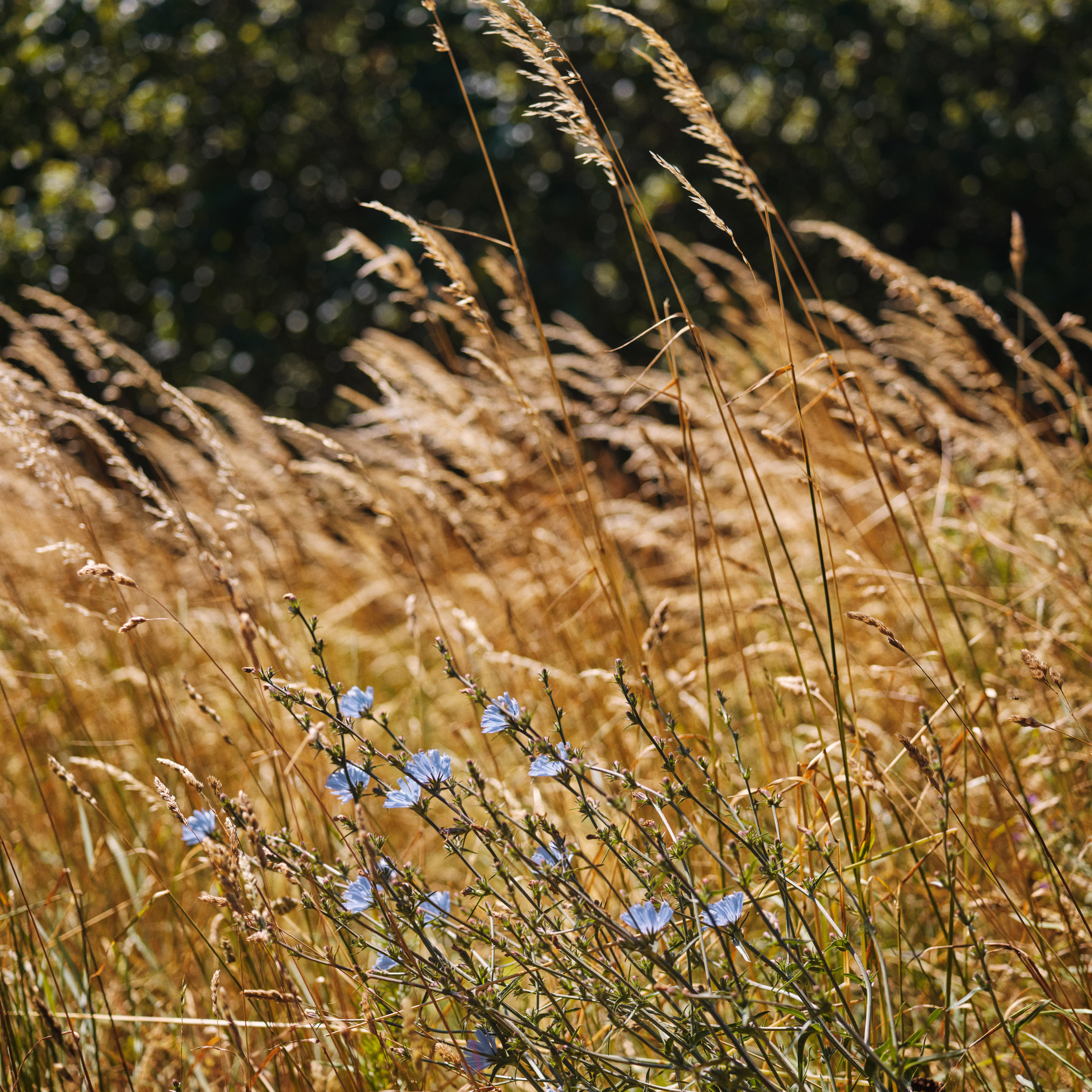 Mark, blå markblomster, natur