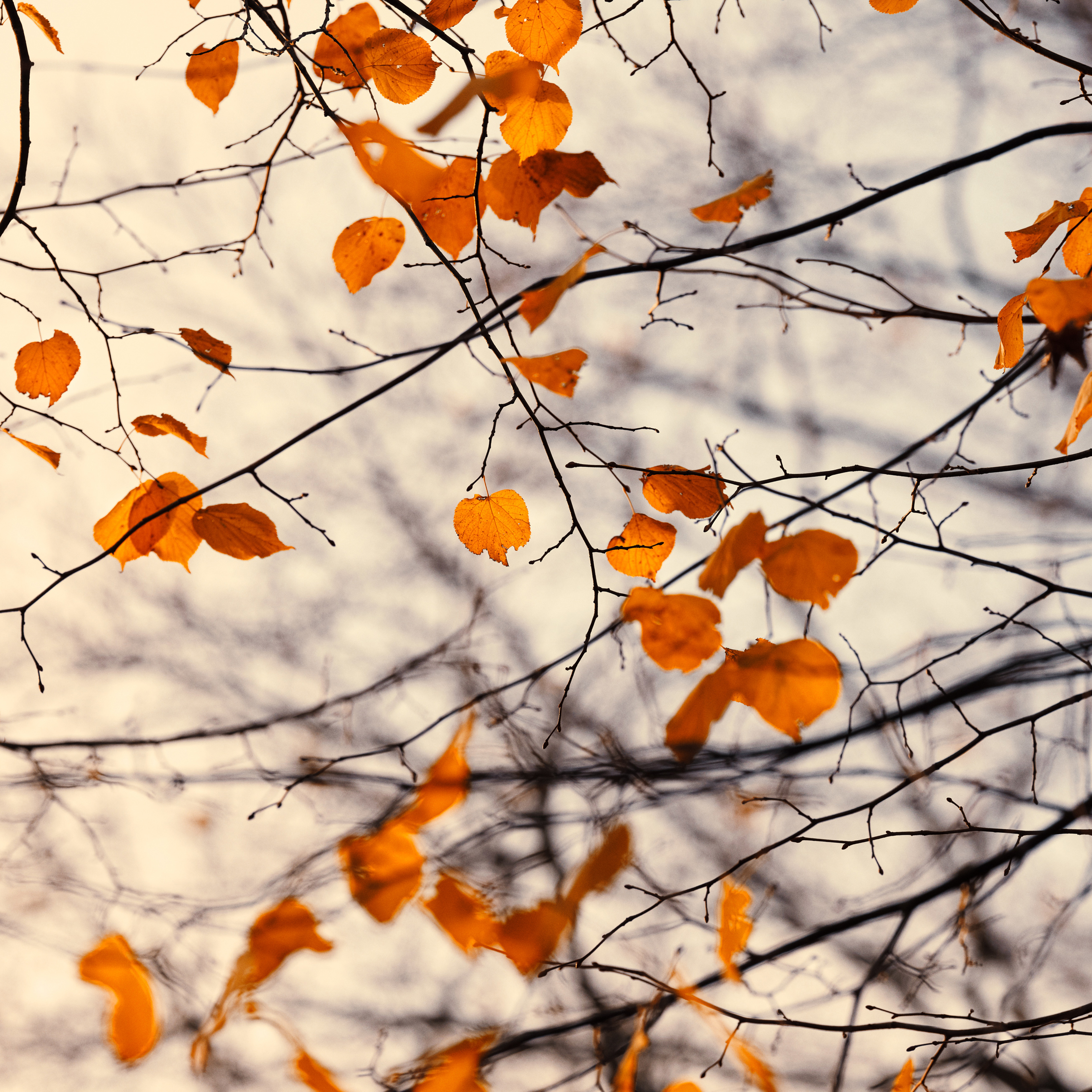 Efterårstræer, orange blade, natur