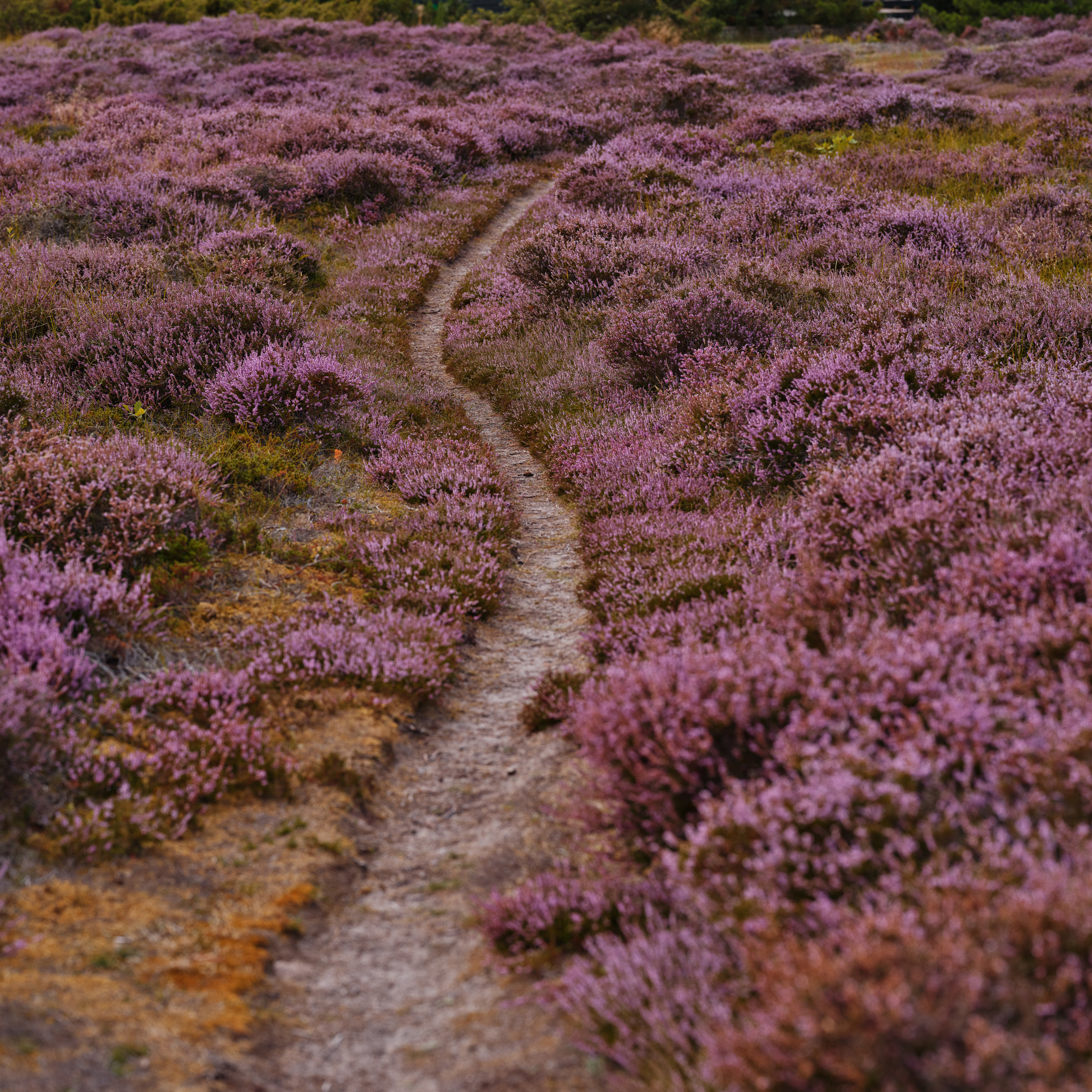 Skovbund, blomster, natur